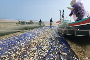 Ngư dân Hà Tĩnh trúng đậm cá trích 