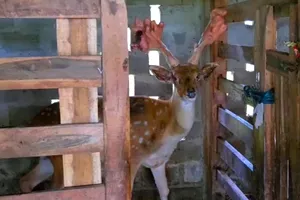 Con hươu với cặp lộc nhung "khủng"