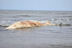 Xác cá voi phân hủy trôi dạt vào bờ biển xã Hải Châu