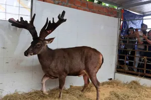 Con nai có cặp lộc nhung nặng 13,4kg 