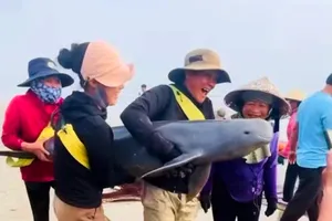 Ngư dân di chuyển cá heo để thả về môi trường biển 