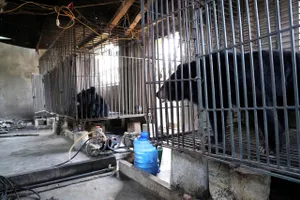 Hai cá thể gấu ngựa được nuôi nhốt trước khi chuyển giao cho cơ quan chức năng 