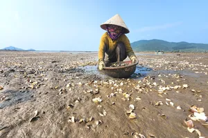 Người dân ở xã Mai Phụ tốn công sức thu gom vỏ nghêu chết nổi trắng bãi triều 
