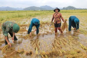 Lực lượng vũ trang và đoàn thể giúp người dân thu hoạch lúa đổ ngã ngâm trong nước