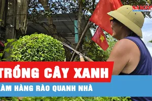 Xanh mướt hàng rào chè tàu ở Minh Hóa, Quảng Trị