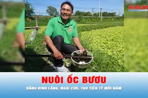 Podcast tin thời sự ngày 26-10: Thu tiền tỷ mỗi năm từ nuôi ốc bươu bằng thảo dược