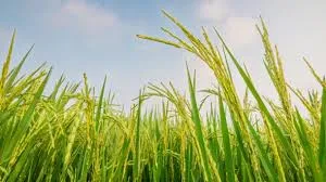 Podcast bản tin trưa 28-3: Thời tiết bất lợi tháng 4 và 5 sẽ ảnh hưởng đến cây trồng và vật nuôi; Chiếm đoạt hơn 650 triệu đồng, nữ kế toán trường học lãnh án 8 năm tù