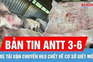 Bản tin ANTT 3-6: 9 con heo chết "đi thẳng" tới lò mổ | Vì sao có dấu vuông trên heo bệnh của C.P.?
