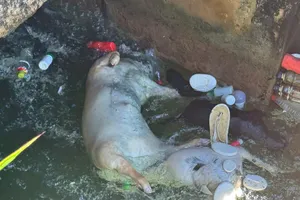 Podcast bản tin tối 17-7: Phát hiện nhiều xác heo chết bị vứt trôi trên kênh thủy lợi