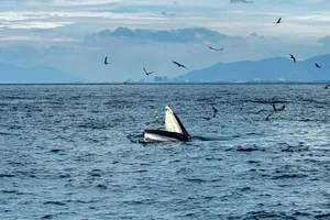 Podcast bản tin tối 28-7: Cá voi tiếp tục săn mồi tại vịnh Nha Trang; 30 tỉnh thành tiêu hủy hơn 42.000 heo bệnh