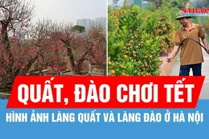 Hình ảnh làng quất Tứ Liên và các làng đào ở Hà Nội dịp cận tết