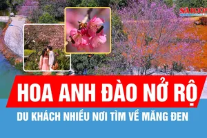 Sắc hoa anh đào "nhuộm hồng" Măng Đen