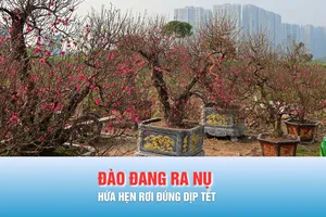 Podcast tin chiều 31-1: Xu hướng người chơi đào năm 2026