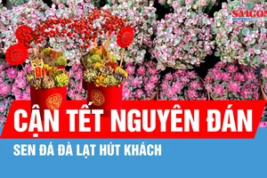 Sen đá Đà Lạt hút khách dịp Tết Nguyên đán