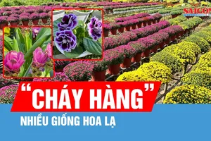 Đồng Tháp: Nhiều giống hoa lạ “cháy hàng”