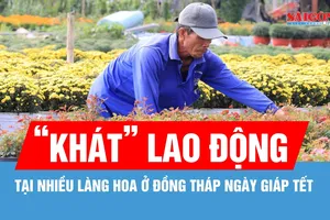 Giáp tết, nhiều làng hoa ở Đồng Tháp "khát" lao động