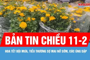 Bản tin chiều 11-2: Hoa tết đội mưa, tiểu thương sợ mai nở sớm