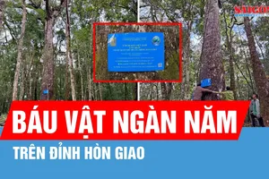 Chiêm ngưỡng báu vật ngàn năm trên đỉnh Hòn Giao