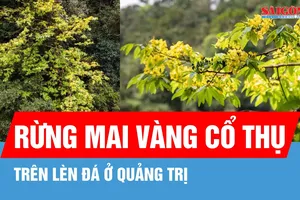 Độc đáo rừng mai vàng cổ thụ trên lèn đá ở Quảng Trị