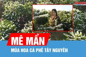 Mê mẩn mùa hoa cà phê Tây Nguyên