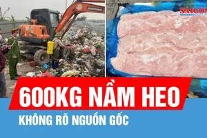 Thu giữ 600kg nầm heo đông lạnh không rõ nguồn gốc
