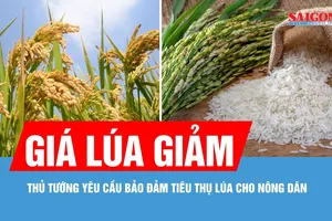 Xây dựng kế hoạch mua dự trữ gạo quốc gia phù hợp