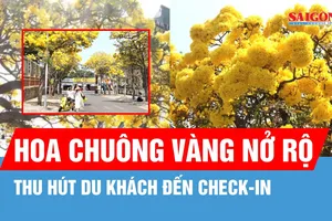 Phường Vũng Tàu: Hoa chuông vàng thu hút du khách