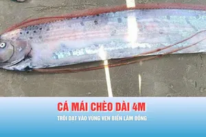 Podcast bản tin trưa 23-3: Cá mái chèo dài gần 4 mét trôi dạt vào vùng ven biển Lâm Đồng