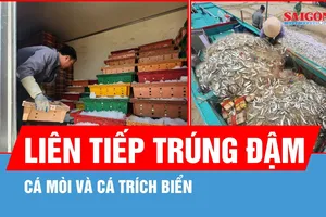 Ngư dân Hà Tĩnh liên tiếp trúng đậm cá mòi và cá trích biển
