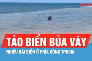 Tảo biển bủa vây nhiều bãi biển ở phía Đông TPHCM