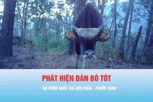 Podcast bản tin tối 18-4: Phát hiện đàn bò tót 13 đến 17 con tại Vườn Quốc gia Núi Chúa - Phước Bình