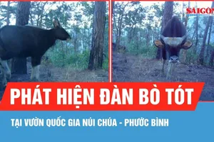 Phát hiện đàn bò tót gần 20 con tại Vườn Quốc gia Núi Chúa - Phước Bình