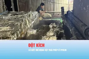 Podcast bản tin chiều 24-4: Đột kích các lò giết mổ động vật trái phép ở TPHCM