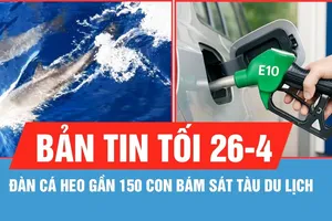 Bản tin tối 26-4: Đàn cá heo gần 150 con bám sát tàu du lịch; Chuẩn bị phân phối đại trà xăng E10