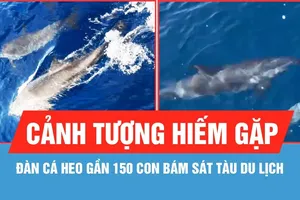 Đàn cá heo gần 150 con bám sát tàu du lịch ở biển Hòn Khô - Nhơn Hải