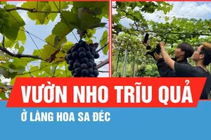 Khám phá vườn nho trĩu quả ở làng hoa Sa Đéc