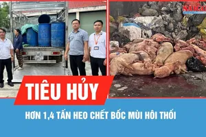 Tiêu hủy hơn 1,4 tấn heo chết bốc mùi hôi thối 