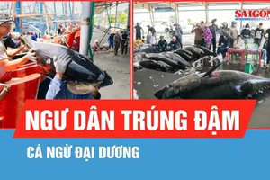 Ngư dân trúng đậm cá ngừ đại dương