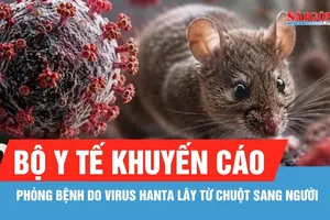 Bộ Y tế khuyến cáo phòng bệnh do virus Hanta lây từ chuột sang người