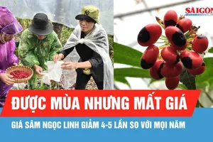Đồng bào Xơ Đăng tất bật thu hoạch hạt sâm Ngọc Linh