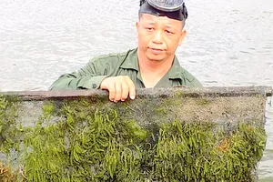 Nông dân Khánh Hòa thu hoạch rong nho