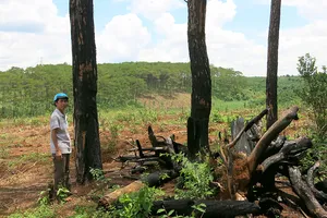 Rừng thông bị chặt hạ để bán đất rừng cho người dân