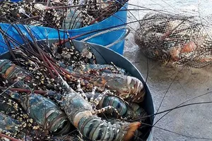 Tôm hùm thương phẩm, đủ kích cỡ chết hàng loạt tại vùng biển Sông Cầu (Phú Yên) trong các ngày từ 24 đến 26-5 và 1 đến 6-6-2017