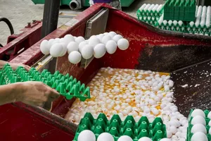   Tiêu hủy trứng tại một trại gia cầm ở Hà Lan sau khi phát hiện nhiễm Fipronil. Ảnh: EPA