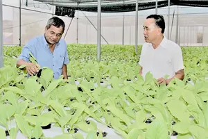 Trồng rau thủy canh trong nhà lưới ở HTX Xuân Lộc quận 12 	Ảnh: PHIÊU NHIÊN