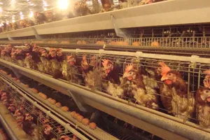 Trang trại gà đẻ trứng trên dây chuyền tự động  của một doanh nghiệp TPHCM liên kết, đầu tư  tại huyện Tân Uyên, tỉnh Bình Dương