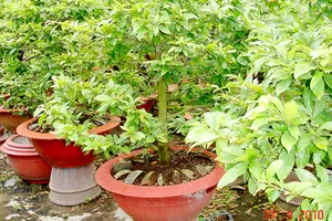 Vườn mai vàng nhà ông Phạm Văn Tư