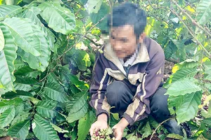 Người lao động ở Gia Lai đi hái cà phê thuê