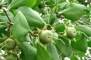 Trái bần, loài cây mọc ven sông, ven biển ở miền Tây Nam bộ     Ảnh: HIỀN TRANG