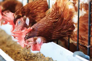 Trang trại nuôi gà ta thảo mộc của San Hà        Ảnh: VIÊN VIÊN